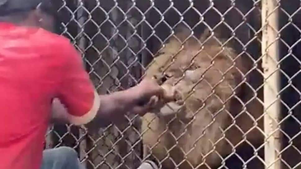 Lion bites off man`s finger at zoo, horrifying footage goes viral - WATCH thumbnail