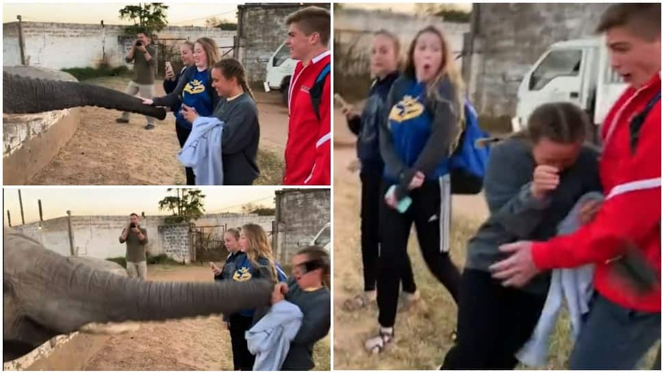 Terrifying! Elephant smacks girl right in the face as she clicks its picture- Watch