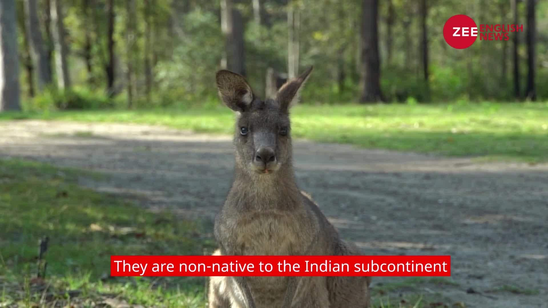 Story behind Kangaroos in India | Zee News