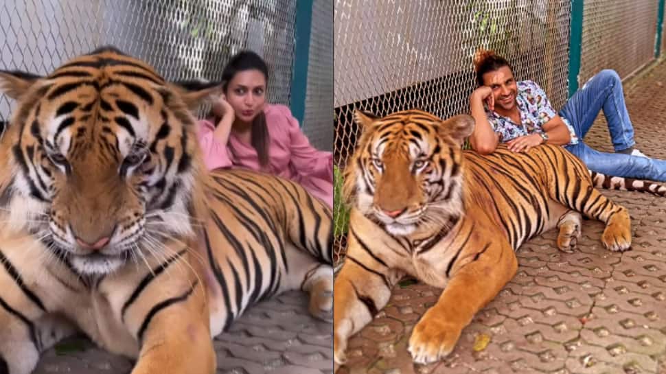 Divyanka Tripathi, Vivek Dahia chill with tigers in Thailand, Divya Agarwal reacts: VIDEOS