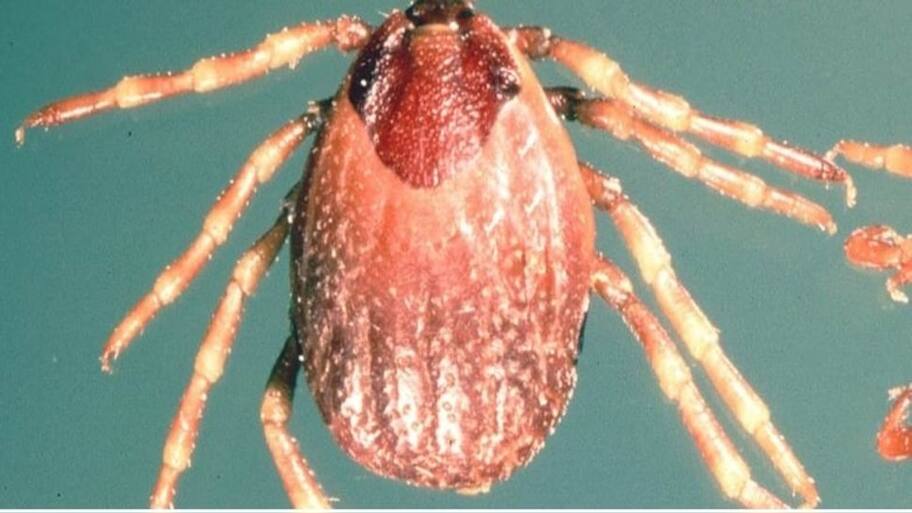 Rare VIRAL Fever kills 19; Symptoms include bleeding from nose, death ...