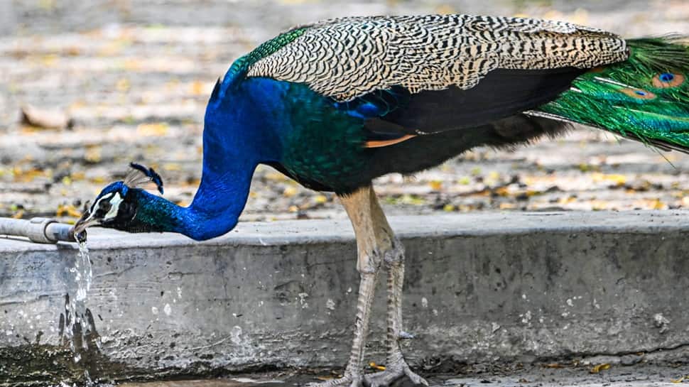 Peacock drinks water to quench its thirst as heatwave strikes Delhi 