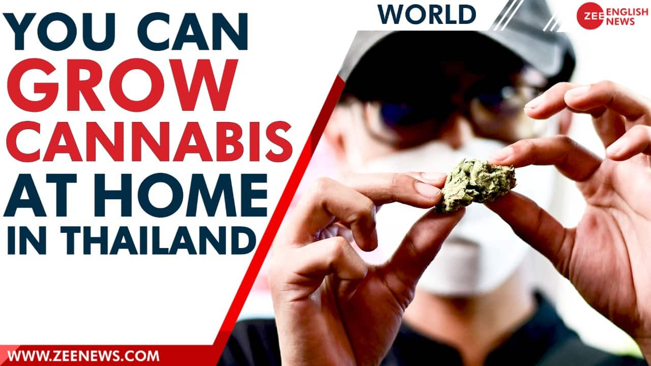 Cannabis Is Going Legal In Thailand | Zee News