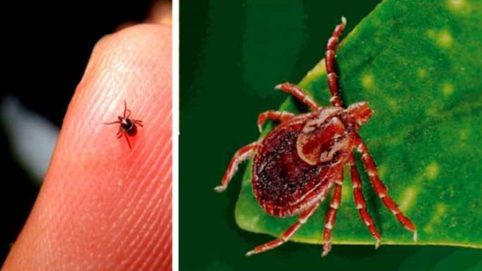 Kerala reports second scrub typhus death— Read symptoms, prevention tips here