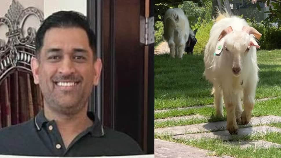 &#039;GOAT&#039; MS Dhoni brings goats to his house, Sakshi Dhoni shares video - WATCH