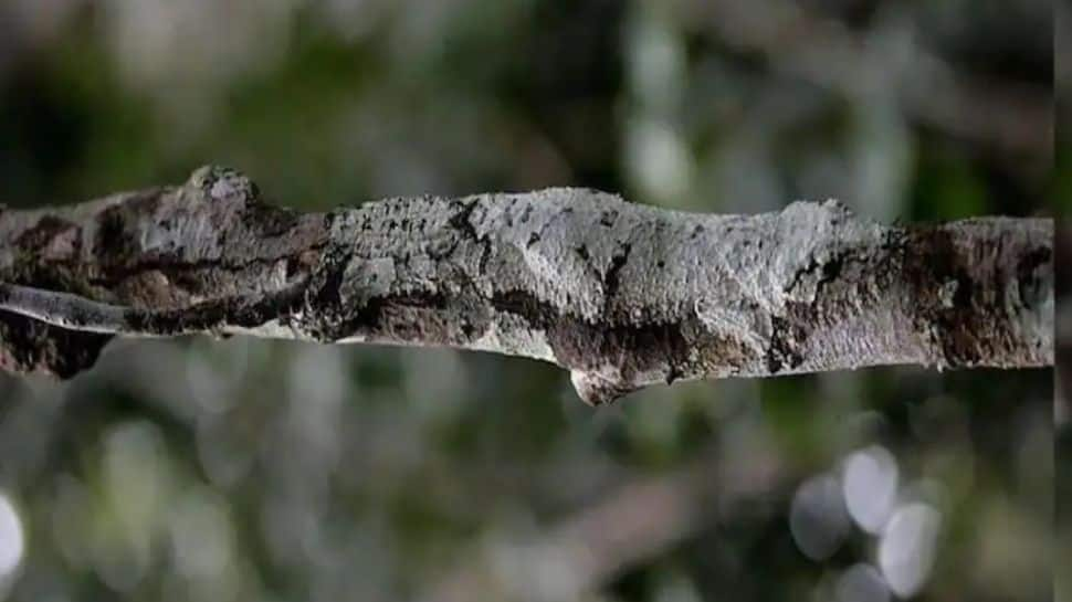 Viral optical Illusion: Can you find lizard in this picture of a branch within 60 Seconds? Try it!