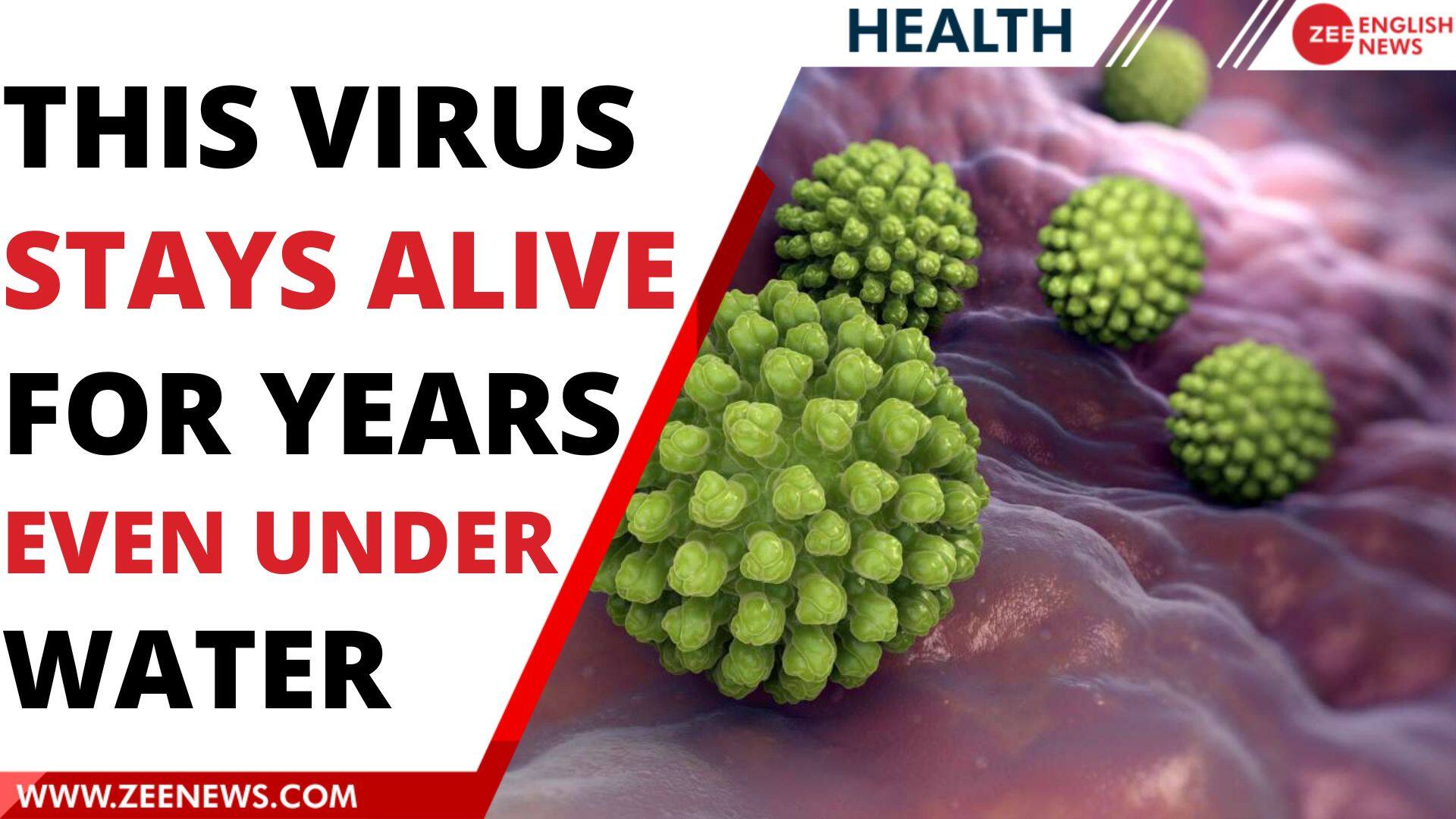 Viruses can survive in water by clinging to microplastics Zee News
