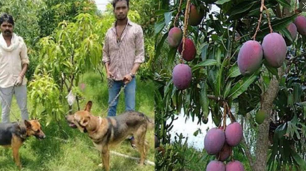Here is how Madhya Pradesh farmer protects world&#039;s most expensive mangoes worth Rs 2.7 lakh per kg
