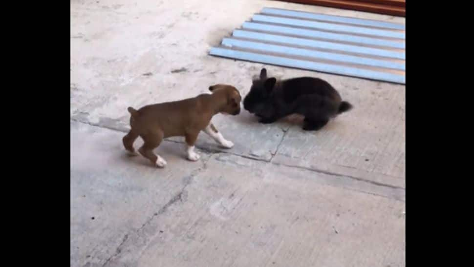 Viral alert: Puppy imitates bunny, video wins hearts on Internet - Watch