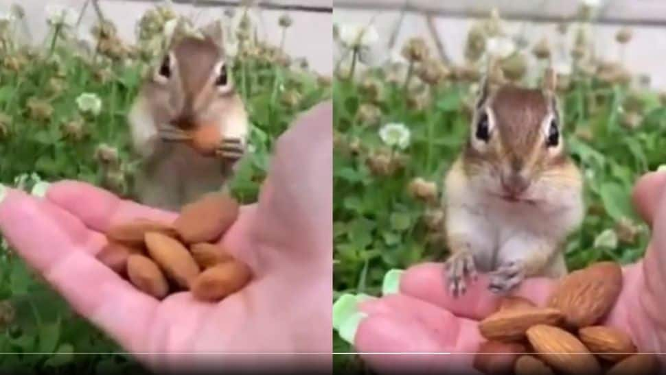 Viral Video: Cute squirrel tastes almonds for the first time, netizens go &#039;aww&#039; - Watch