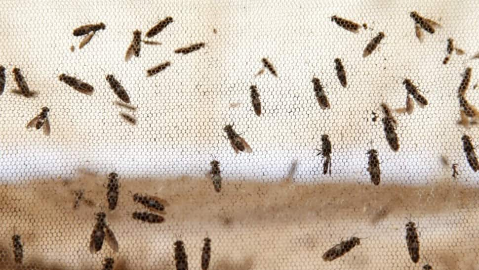 Around 100 students at Sikkim college come in contact with Nairobi flies, suffer severe skin infections