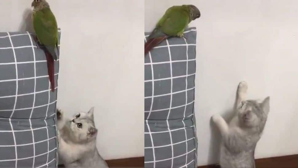 Viral video of cat getting caught while trying to catch bird leaves ...