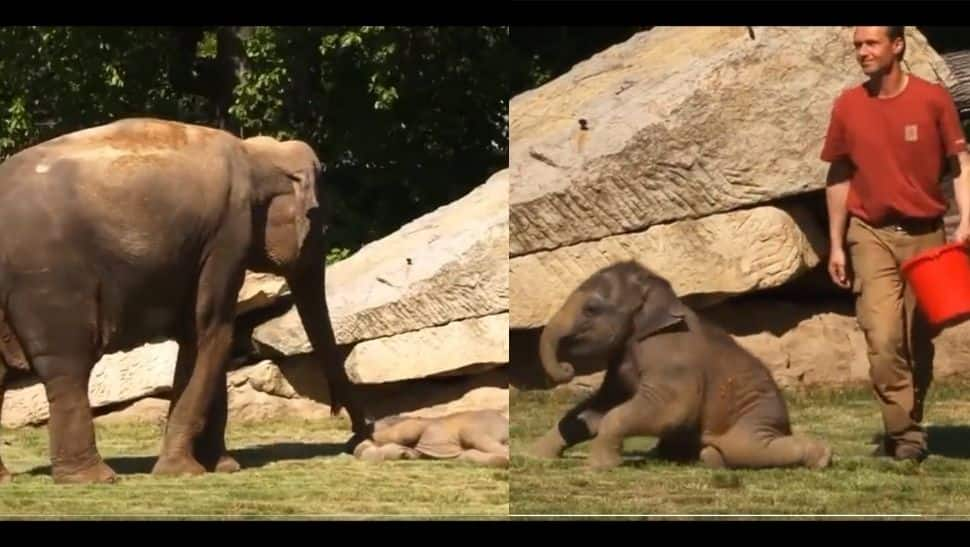 Viral Video: Mother elephant asks zookeepers for help to wake her sleeping baby, watch adorable clip here