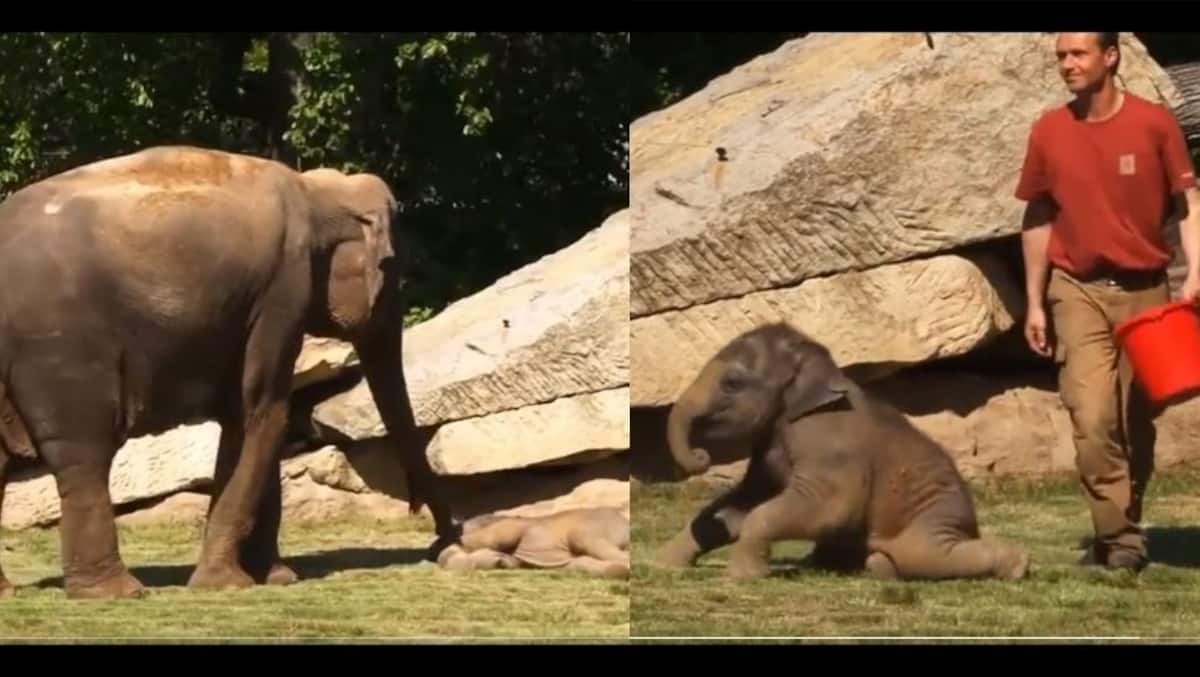 Viral Video: Mother elephant asks zookeepers for help to wake her sleeping  baby, watch adorable clip here | viral News | Zee News
