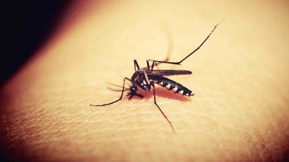Zika virus infects 7-year-old Maharashtra woman Look at symptoms, remedy of Zika virus | India Information
