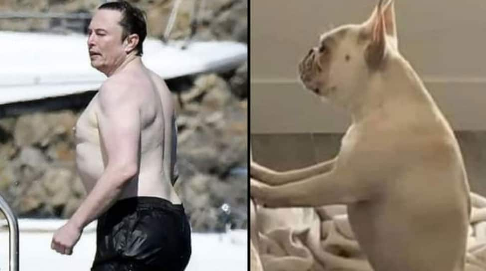 Elon Musk compared to a dog in shirtless picture on a yatch, here&#039;s how he reacted