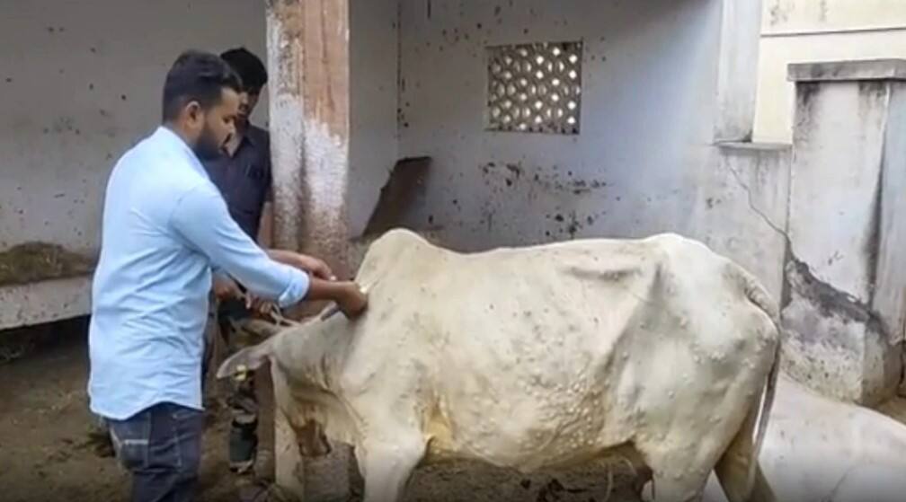 Rajasthan Lumpy disease outbreak: Know Symptom and Cause of MASS CATTLE DEATHS | India News | Zee News Rajasthan Lumpy disease outbreak: Know Symptom and Cause of MASS CATTLE DEATHS | India News | Zee News