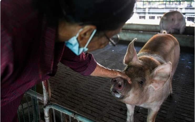 African Swine Fever: Kerala&#039;s Kannur district takes this step to prevent spread of disease