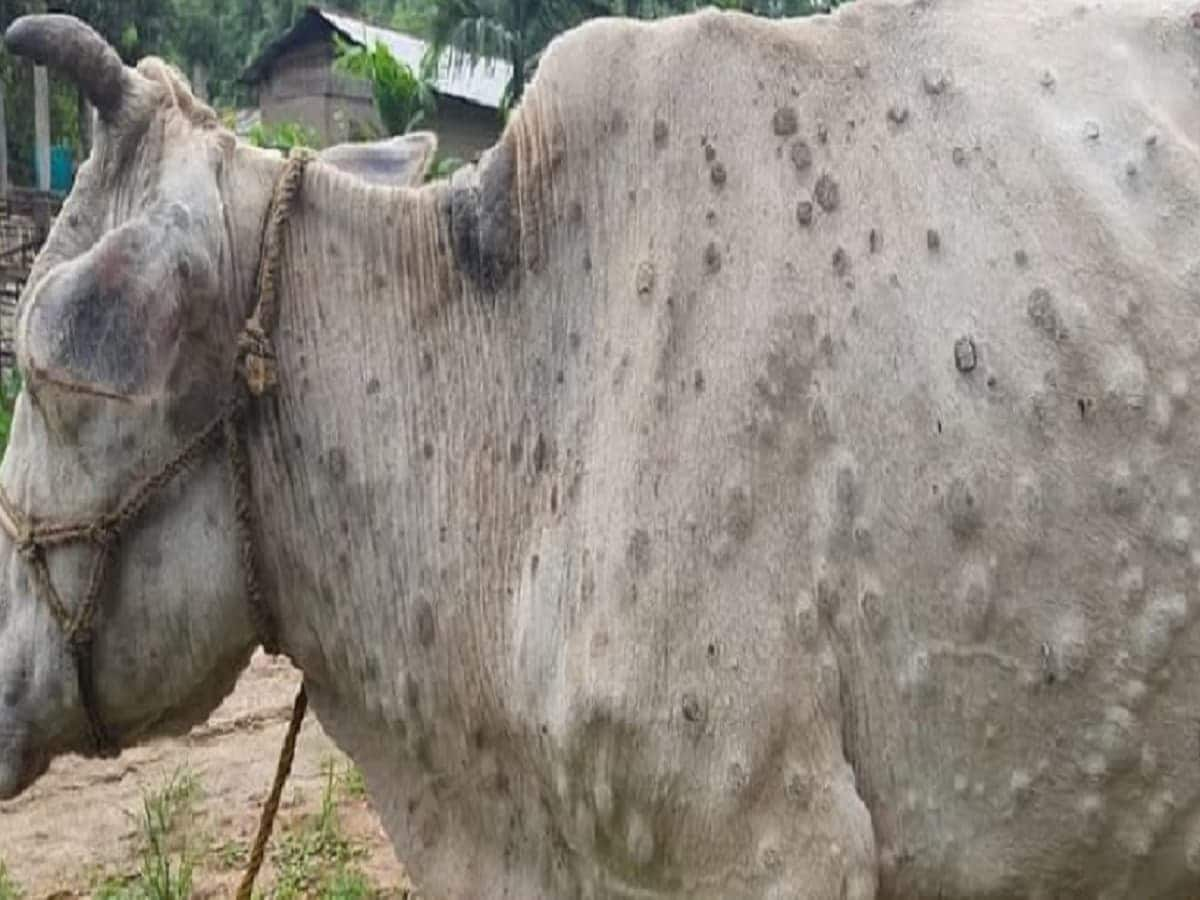 The havoc of Lumpy disease spreading among animals in Rajasthan | Zee News