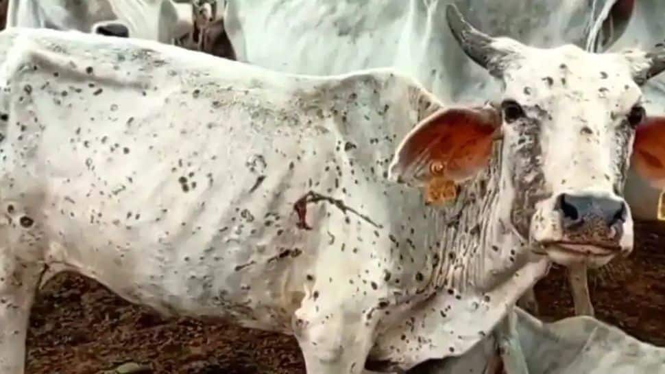 What is Lumpy skin disease, which has killed over 5,000 cattle heads in  Rajasthan? | India News | Zee News