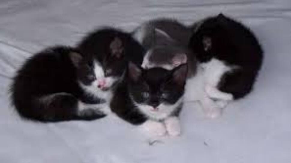 International Cat Day: Here's why the day is celebrated on August 8 every year | World News - Vimarsana News