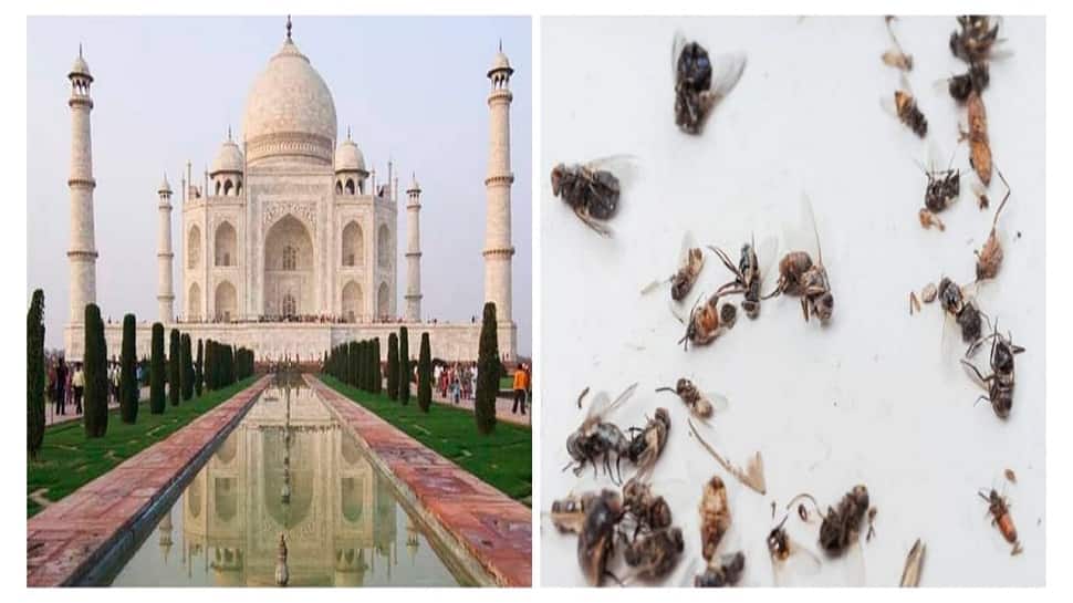 Azadi Ka Amrit Mahotsav: Taj Mahal will not be decorated with tricolor lights on Independence Day, courtesy 'DEAD INSECTS'