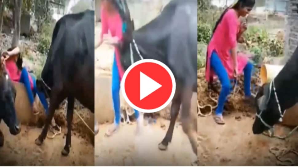 Funny video: Girl dances in front of buffalo, see what happens next – Watch