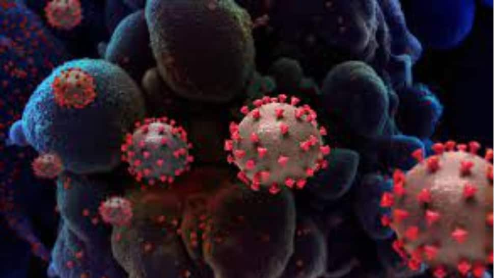 Virus Langya : nouvelle infection virale signalée en Chine ;  savoir à quel point c’est mortel |  Nouvelles du monde