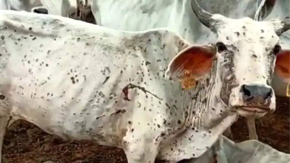 Lumpy Skin Disease: ICAR launches indigenous vaccine to protect livestock