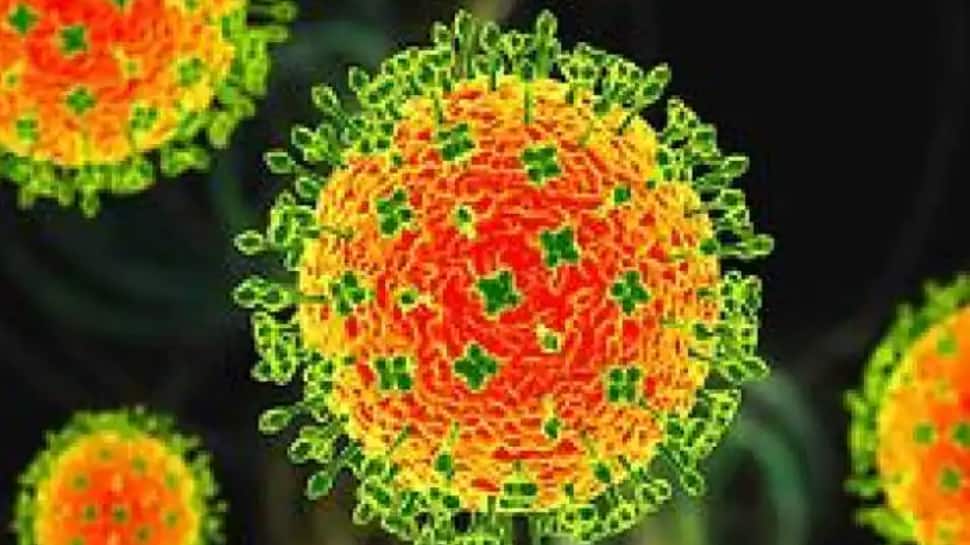 Langia 바이러스는 바이러스가 동물에서 인간으로 얼마나 쉽게 눈에 띄지 않게 이동할 수 있는지 보여줍니다 |  세계 뉴스