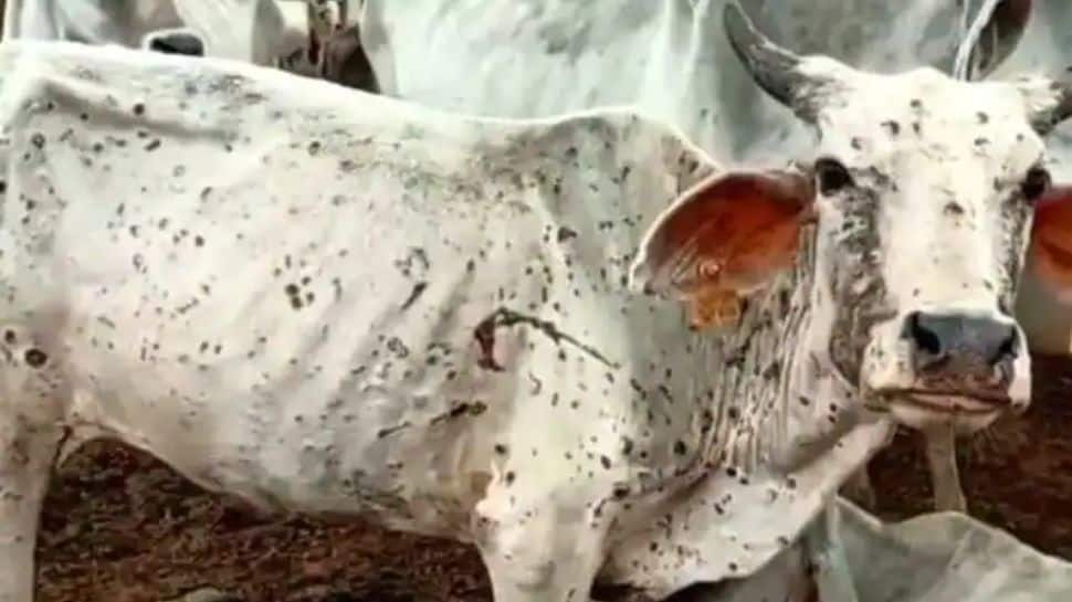 Over 2,100 cattle died, 60,000 affected by lumpy skin disease in Punjab so far, says official