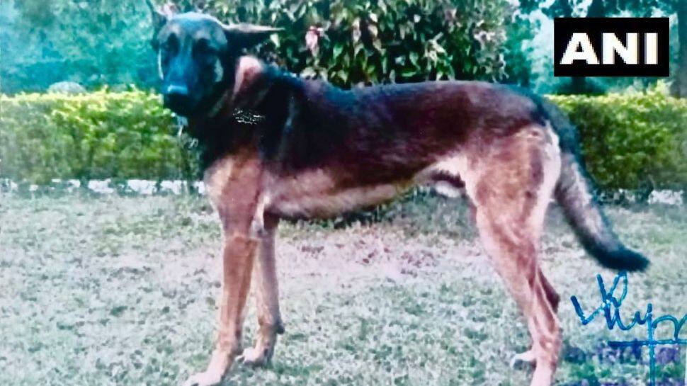 Army Dog Axel killed during J&amp;K anti-terror operation, honoured with gallantry award