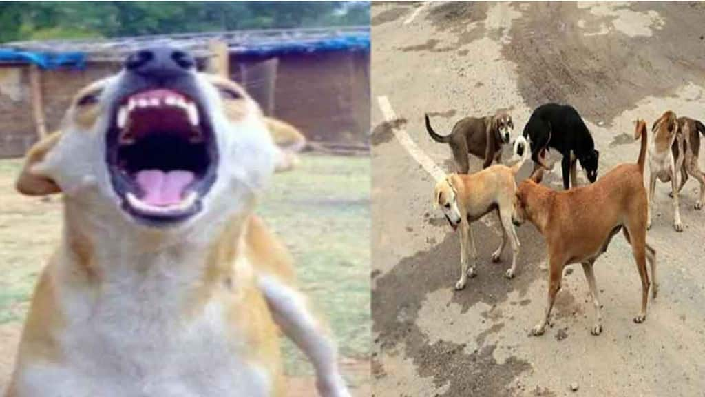 Dog menace on rise in Noida! Stray bites 15 people in 24 hours in Fusion Homes society