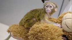 A LIVE Monkey, Tortoises brought in a BAG from Bangkok; animals seized - PICS