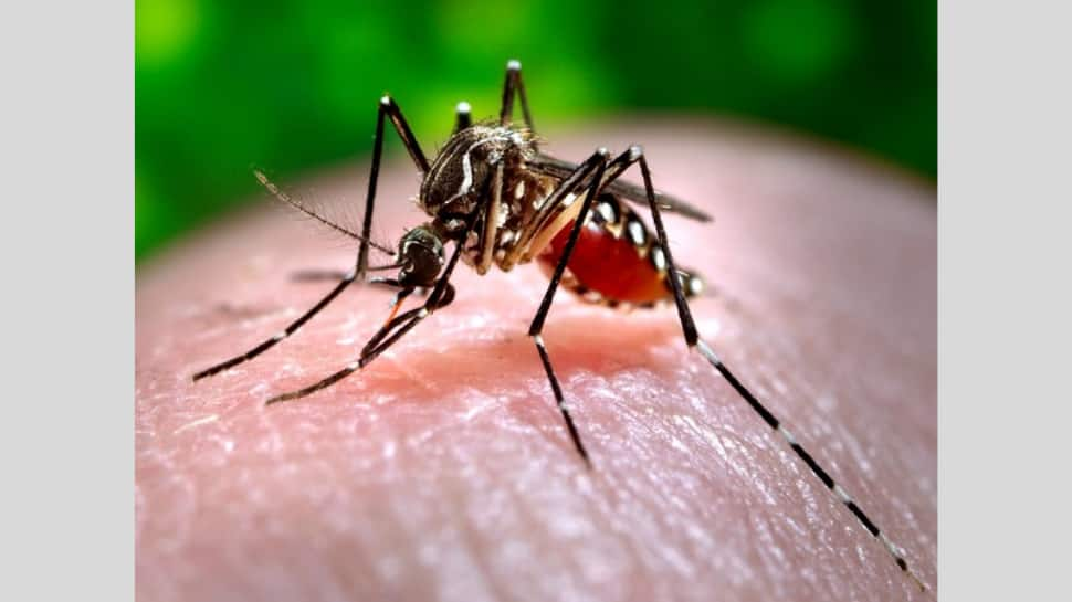 Dengue fever outbreak in Delhi: Capital logs 189 cases so far this year, 20 new cases in August