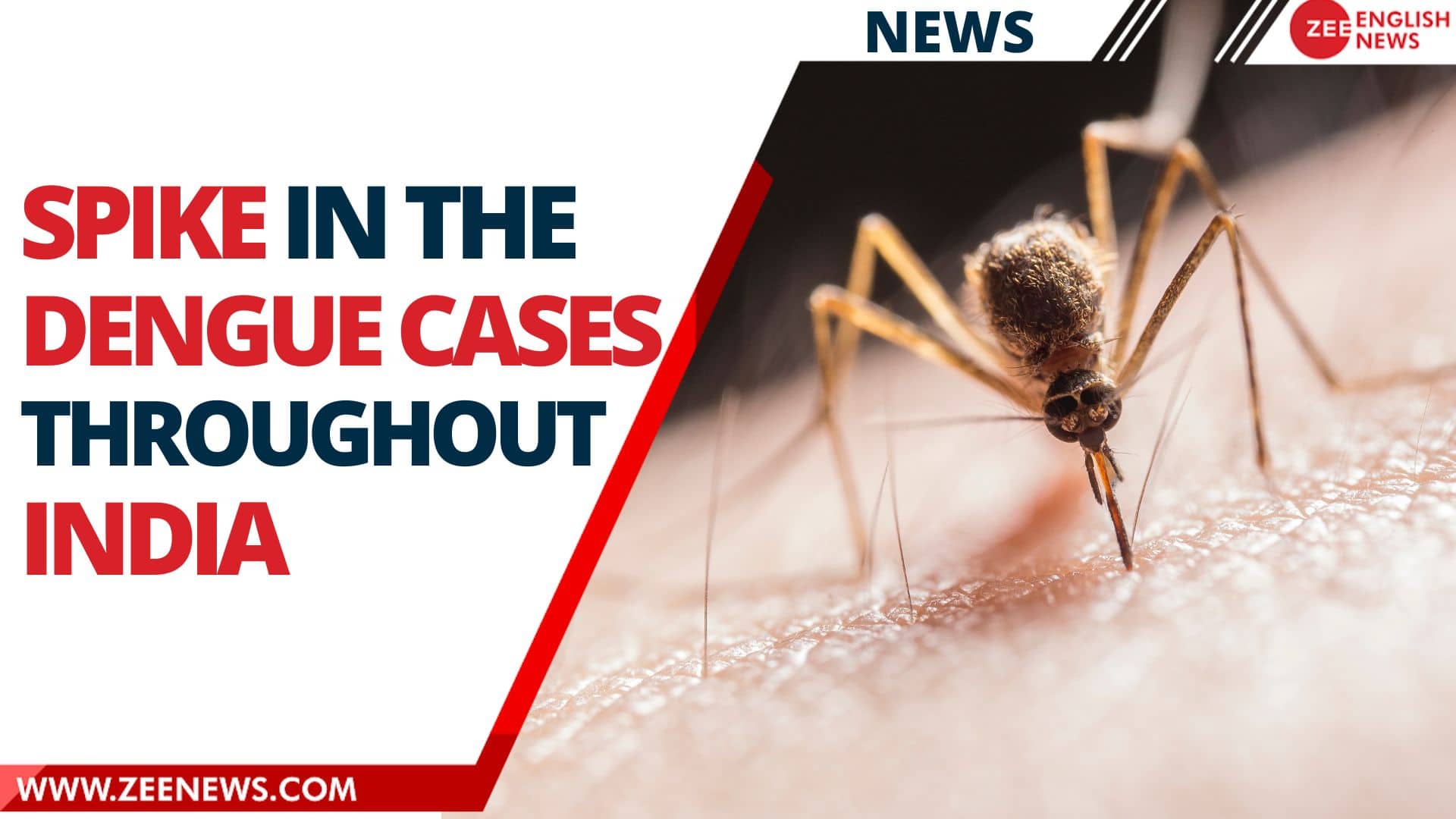 Sudden rise in Dengue cases in India, what are numbers in different