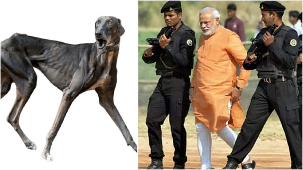 Mudhol hound dogs used in Chhatrapati Shivaji’s army will NOW be DEPLOYED to protect PM Modi