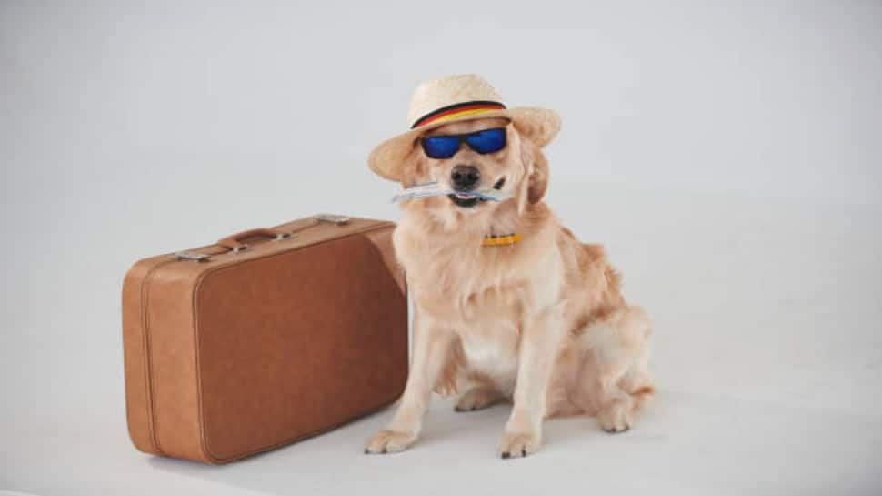International Dog Day 2022: Plan a trip with your furry friend this weekend