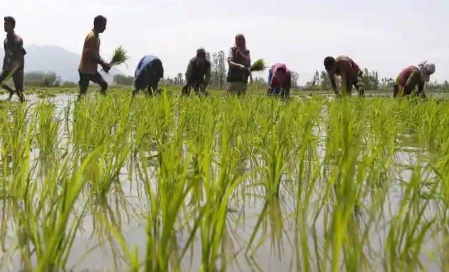 Paddy sowing down by 5.99 % so far in several states like Jharkhand, West Bengal; Read WHY it happened