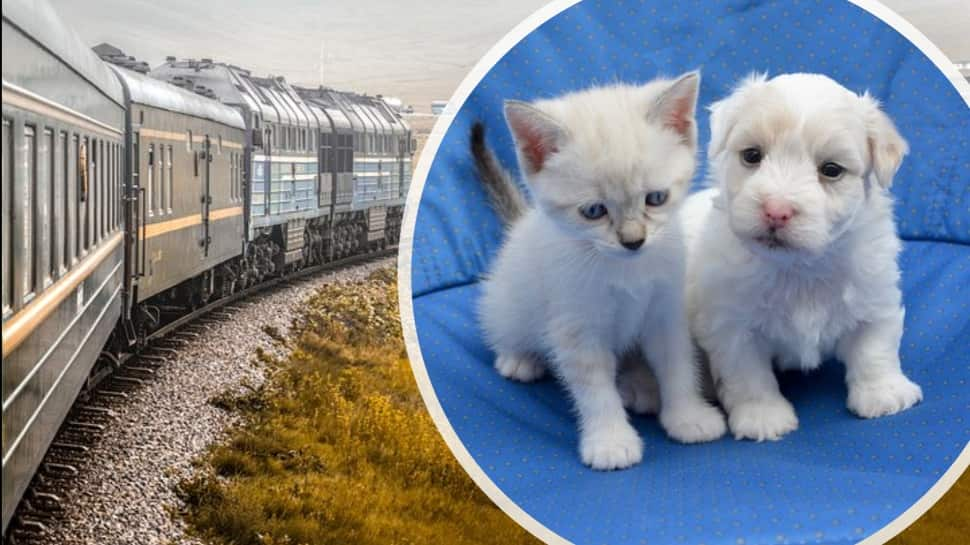 7 Useful Tips when Travelling With Pets On Trains News Zee News