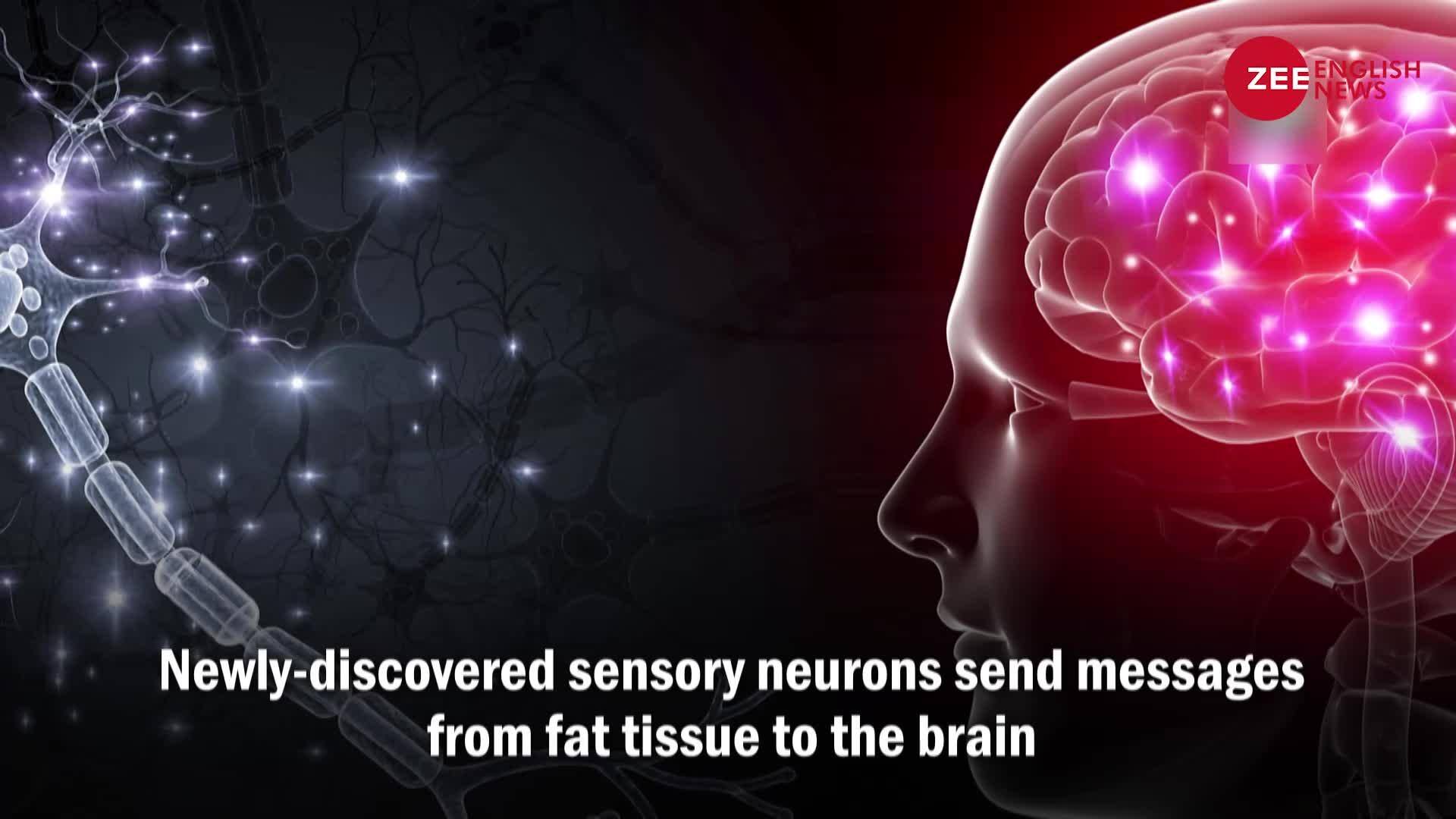 Scientists study communication between fat and brain | Zee News