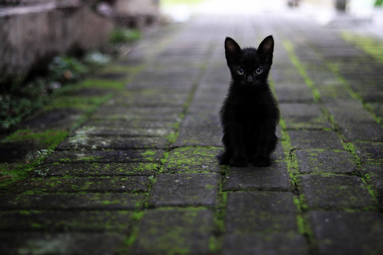 If a black cat crosses your road, it brings bad luck?