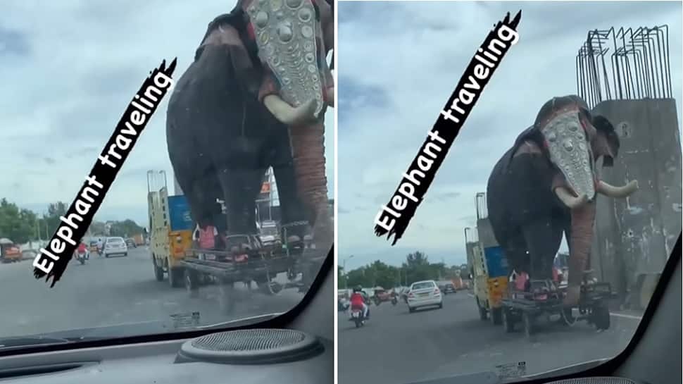 Bada Hathi on Chota Hathi'; Tata Ace transporting Elephant is both amusing  and dangerous: WATCH Video | Auto News | Zee News