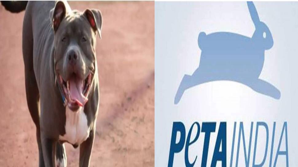 PETA's BIG STEP after repeated Pitbull attacks. Details here - Vimarsana News
