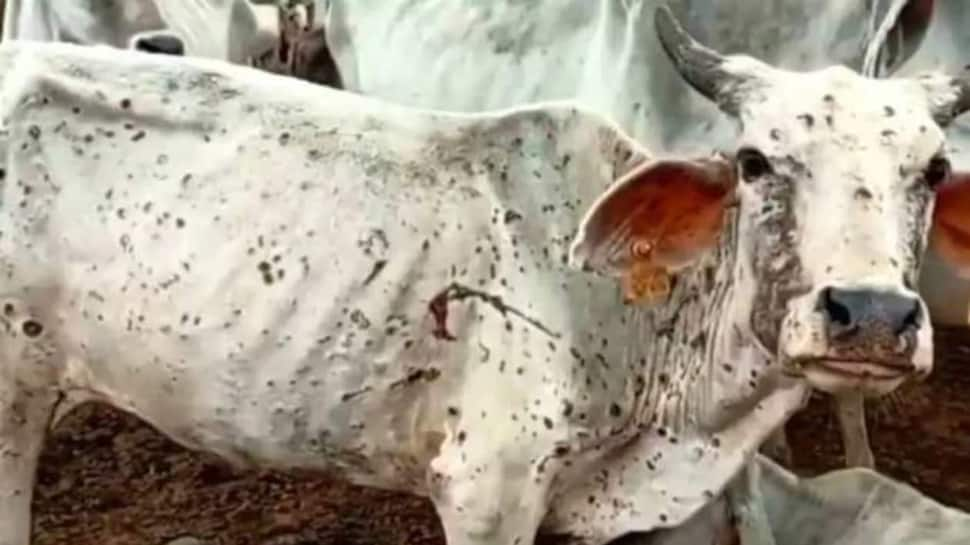 Lumpy virus reaches Delhi: 173 cases in cattle reported, no deaths so far