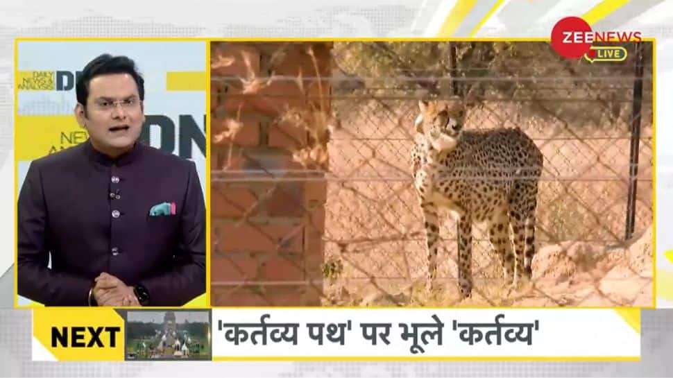 DNA Exclusive: A look at the historic reintroduction of Cheetah in India after 75 years