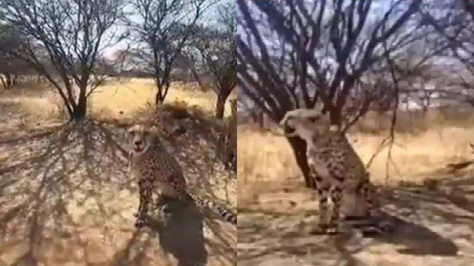 First look of Cheetahs arriving from Namibia at Kuno National Park in Madhya Pradesh tomorrow - WATCH