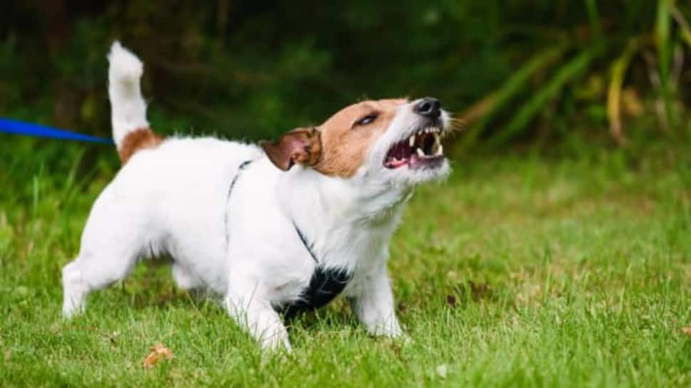 ‘Torturing canines won’t solve stray dogs menance’: Kerala CM urges people to stop animal cruelty