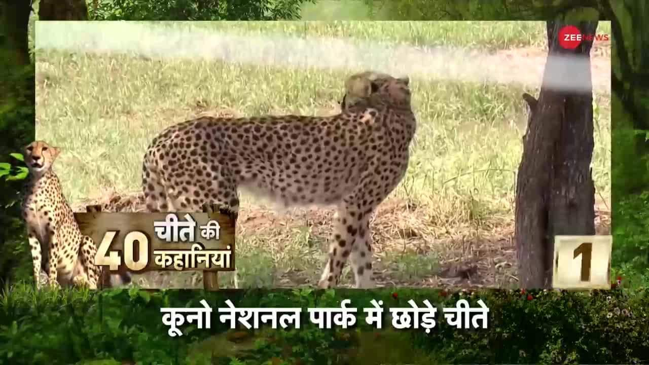 PM Modi Birthday: 40 stories of Cheetah | Zee News