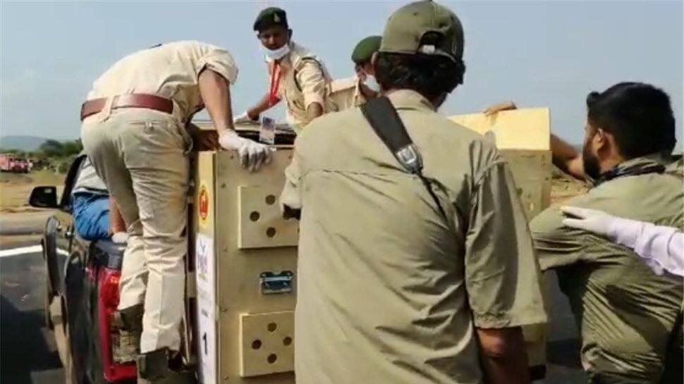 Arrival of Wooden boxes carrying Cheetahs